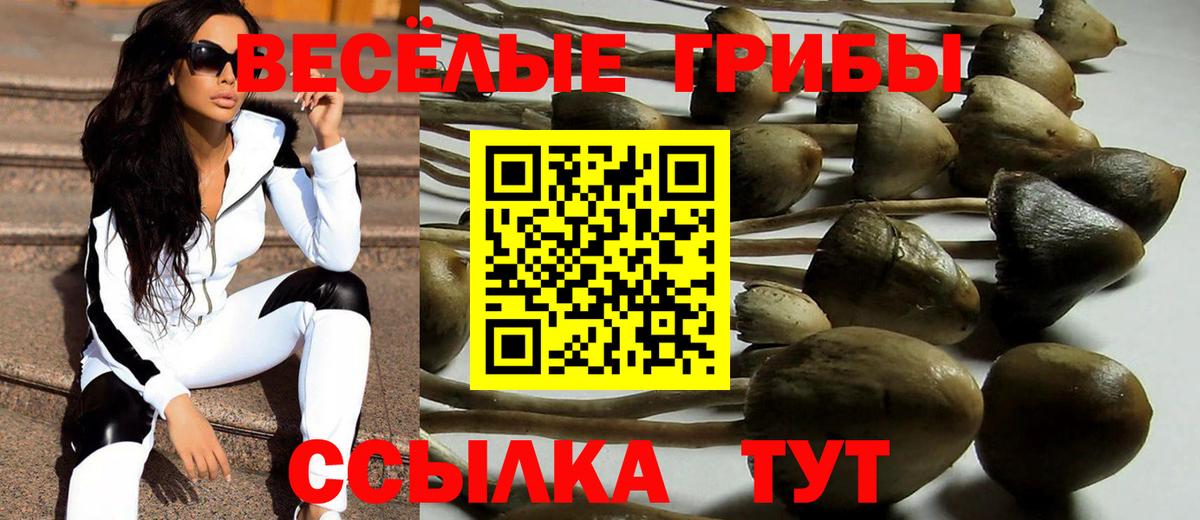 Галлюциногенные грибы Psilocybe Будённовск